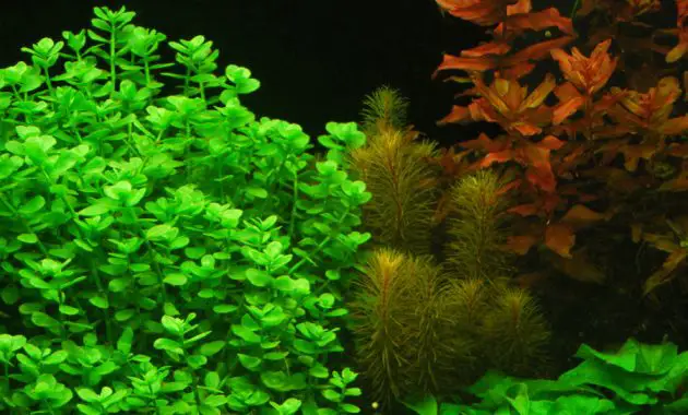 Common Freshwater Aquarium Plants For Beginner: Moneyworth ...