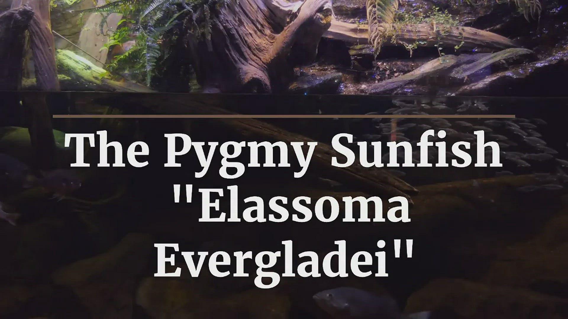'Video thumbnail for The Pygmy Sunfish “Elassoma Evergladei”'