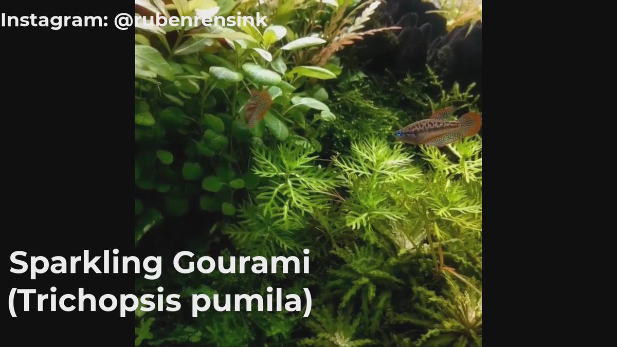 'Video thumbnail for Short Profile Of Tropical Sparkling Gourami Fish (Pygmy Gourami)'