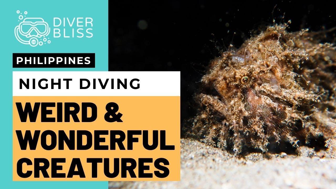 'Video thumbnail for Night Diving in the Philippines: The Weird and The Wonderful Creatures Underwater'