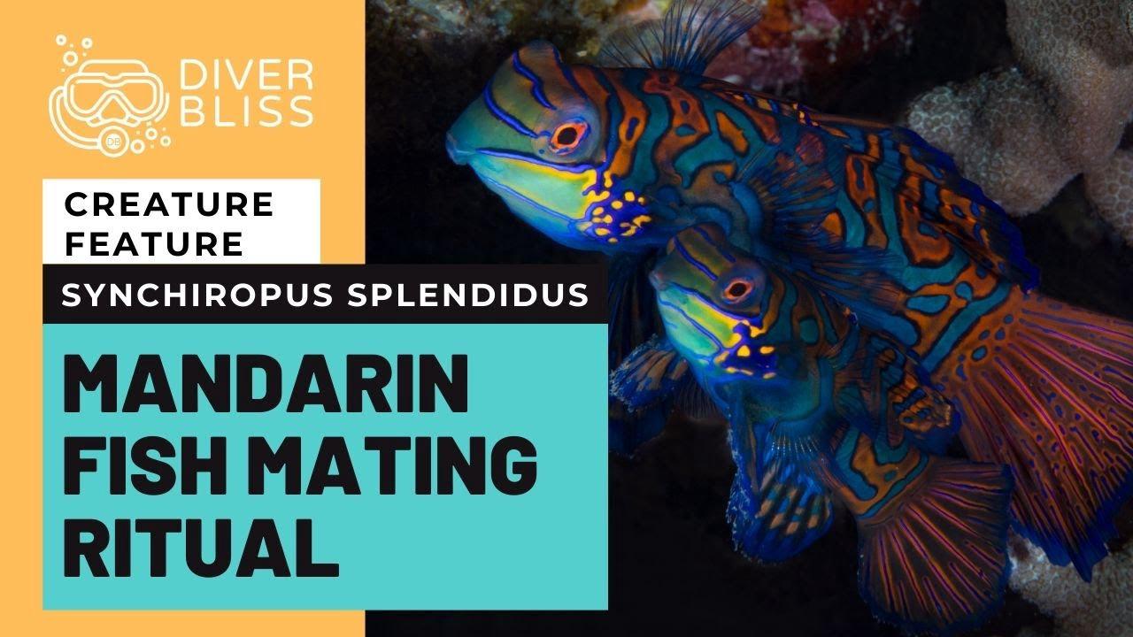 'Video thumbnail for Mandarin Fish Mating: Underwater Fish Porn in Moalboal, Cebu, Philippines'