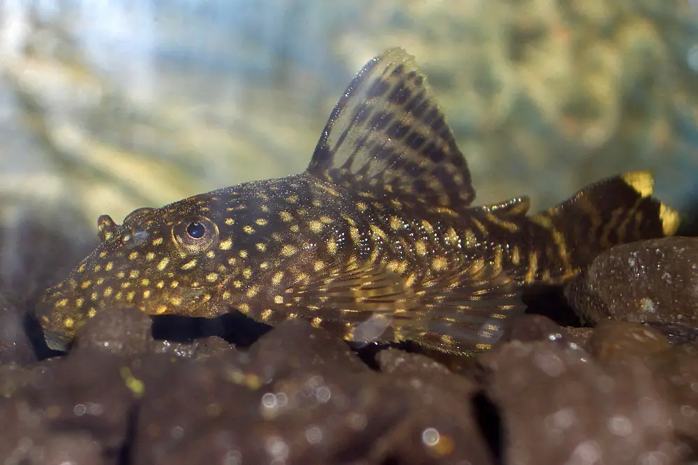 3 Best Algae Eaters Fish For A Balanced Freshwater Aquarium - AQUASCAPER