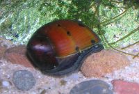 3 Best Algae Eaters Snail for Tropical Fish Tank