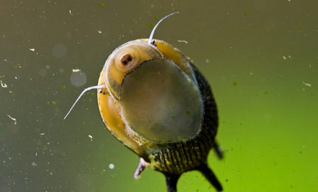 3 Best Algae Eaters Snail for Tropical Fish Tank 2