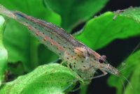 3 Best Algae Eating Shrimp for Freshwater Aquarium Aquascape