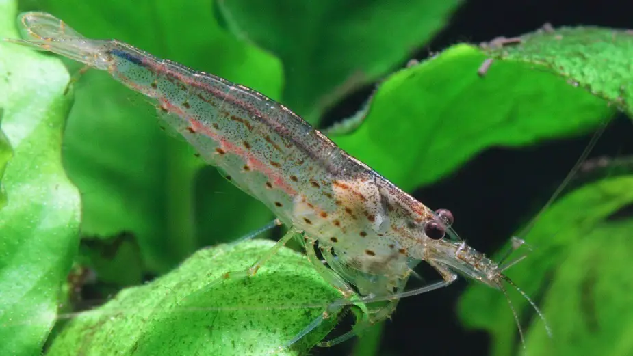 3 Best Algae Eating Shrimp for Freshwater Aquarium Aquascape
