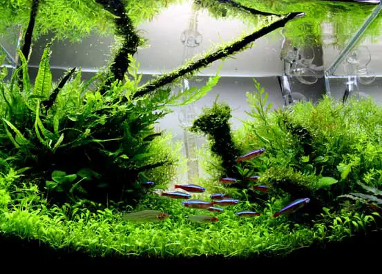 3 Plants are Often Used in the Aquascape