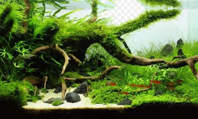 3 Plants are Often Used in the Aquascape