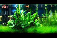 4 Benefits of Plants in the Aquascape