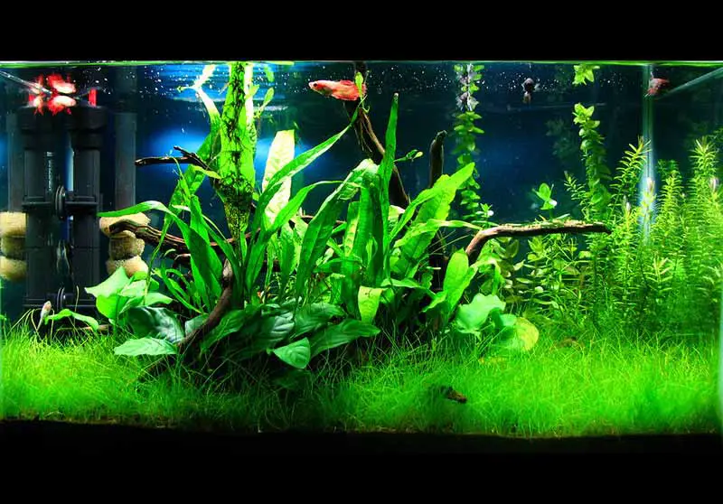 4 Benefits of Plants in the Aquascape