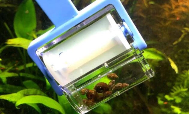 5 Effective Ways To Get Rid Of Ramshorn Snails In The Aquarium