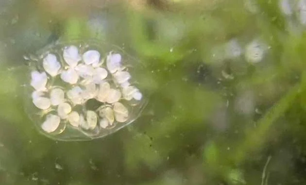 A Cluster Of Ramshorn Snails Eggs Sticking On Glass Wall
