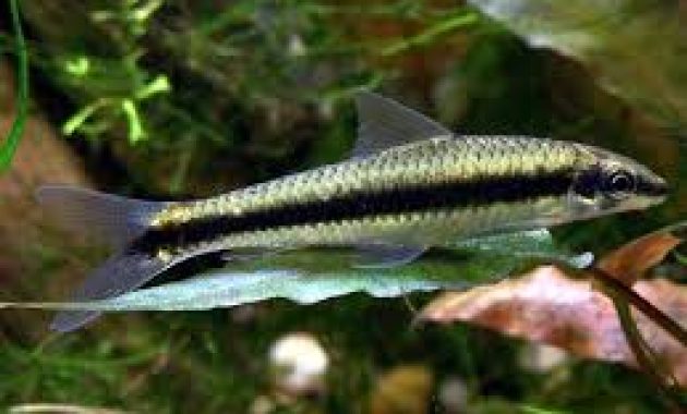Best Fish Algae Eaters in Freshwater Aquarium: Siamese Algae Eater (SAE)