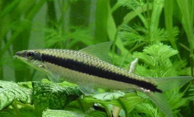 The Best Fish Algae Eaters in Freshwater Aquarium: Siamese Algae Eater (SAE)