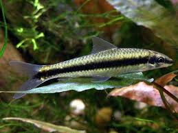 Best Fish Algae Eaters in Freshwater Aquarium: Siamese Algae Eater (SAE)