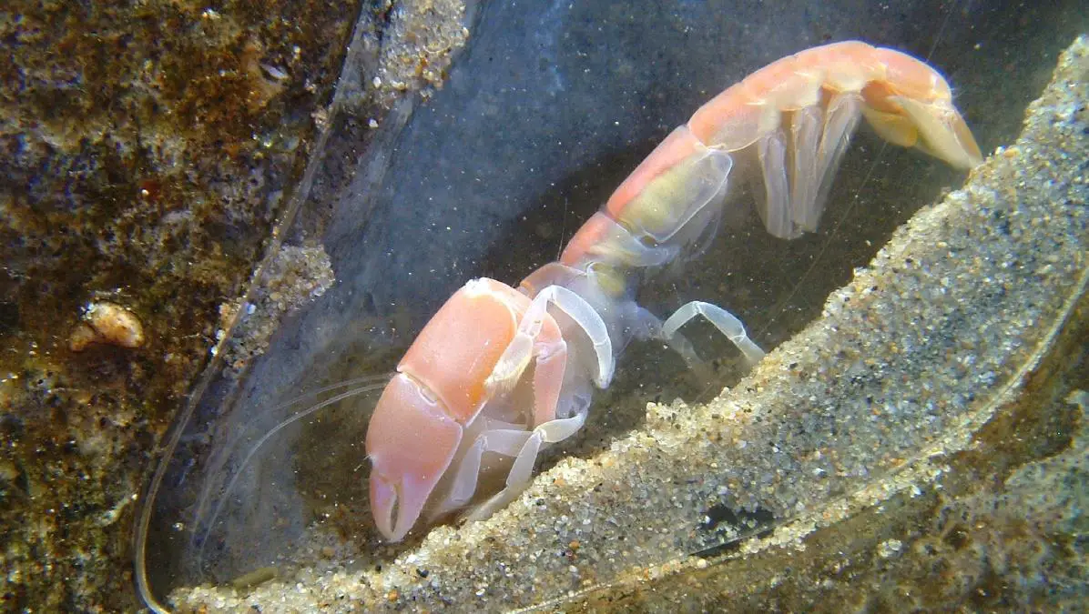 Algae Eating Shrimp for Freshwater Aquarium: Ghost Shrimp