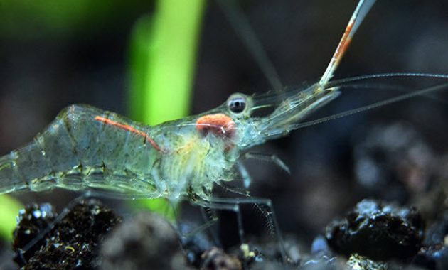 Algae Eating Shrimp for Freshwater Aquarium: Ghost Shrimp 2