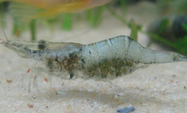 Algae Eating Shrimp for Freshwater Aquarium: Ghost Shrimp 3