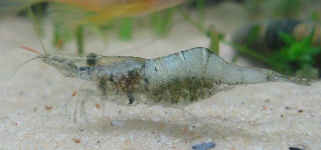 Algae-Eating-Shrimp-for-Freshwater-Aquarium-Ghost-Shrimp3.bk.jpg.