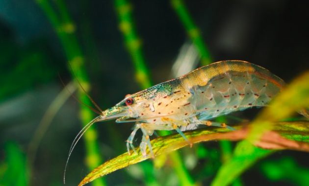 Caridina Japonica (Amano Shrimp)