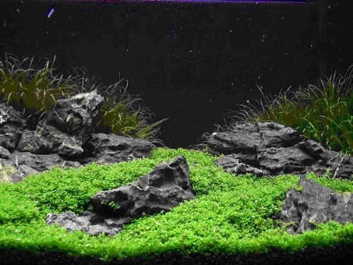 Choosing The Right Fish For Your Aquascape Iwagumi Style