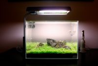 How to Set Up an Simple Aquascape with Iwagumi Style