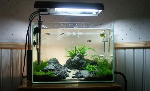 How to Set Up Simple Aquascape with Iwagumi Style