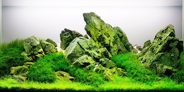 Understanding Rock of Aquascape Iwagumi Style