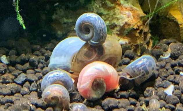 Aquatic Ramshorn Snails The Perfect Aquarium Algae Eaters