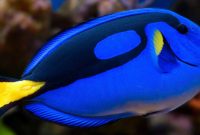 Awesome Algae Eaters Tropical Fish: Blue Tang