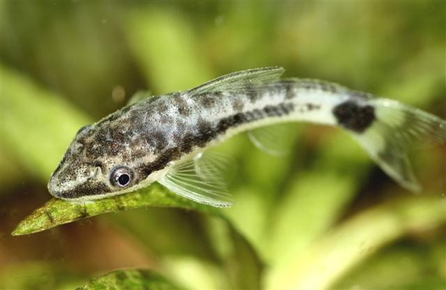 Best Freshwater Aquarium Algae Eaters: Otocinclus Catfish