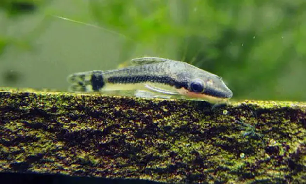 Best Freshwater Aquarium Algae Eaters: Otocinclus Catfish 2