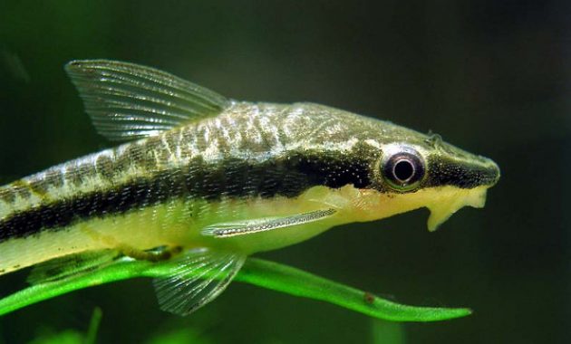 Best Freshwater Aquarium Algae Eaters: Otocinclus Catfish 3