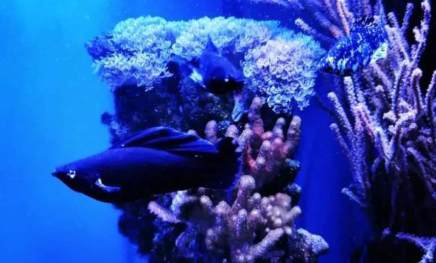 Black Molly Fish In The Saltwater Aquarium