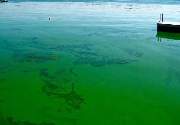 How to Control Blue Green Algae in Aquascape