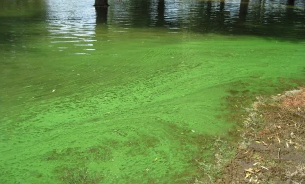 How to Control Blue Green Algae in Aquascape