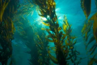 How to get rid of Brown Algae in Freshwater Aquarium