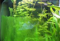 How to Stop Green Dust Algae Growth in an Aquarium