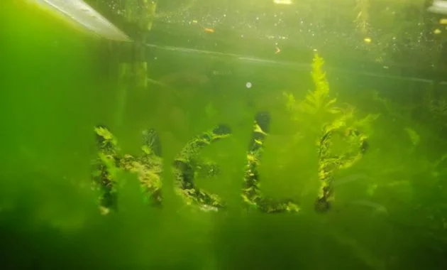 How to Stop Green Dust Algae Growth in an Aquarium