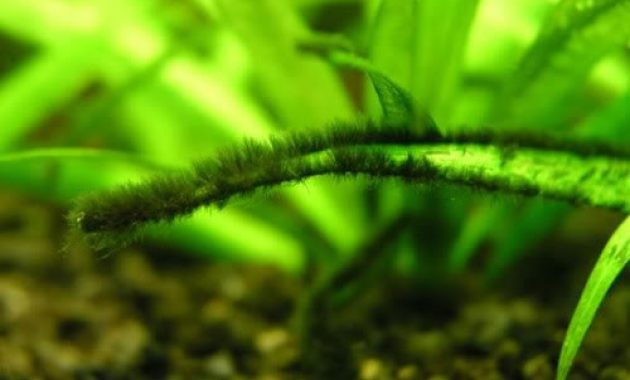 How to get rid of Black Beard Algae in an Aquarium