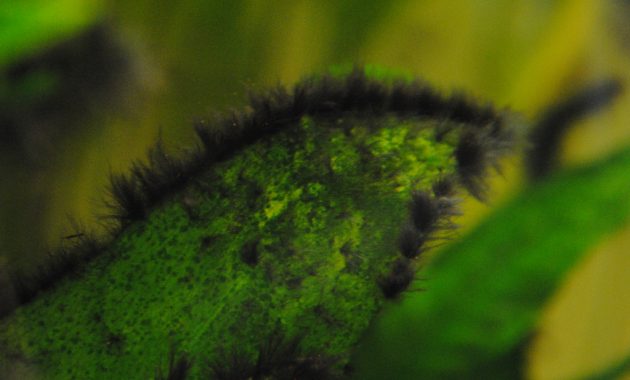 How to get rid of Black Beard Algae in an Aquarium 2
