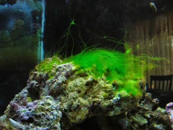 Long Green Hair Algae Clumps Live On Rocks