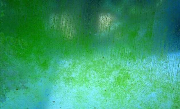 A Colony of Small Green Hair Algae Patches Grow On Saltwater Tank Glass Surface