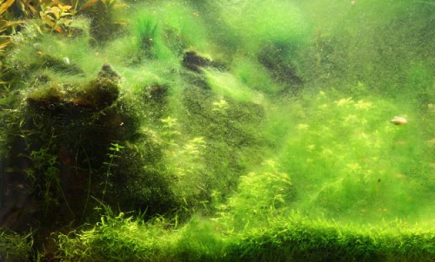 How to Stop Green Hair Algae Growth in a Fish Tank 3