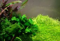 How to get rid of Green Spot Algae in an Aquarium
