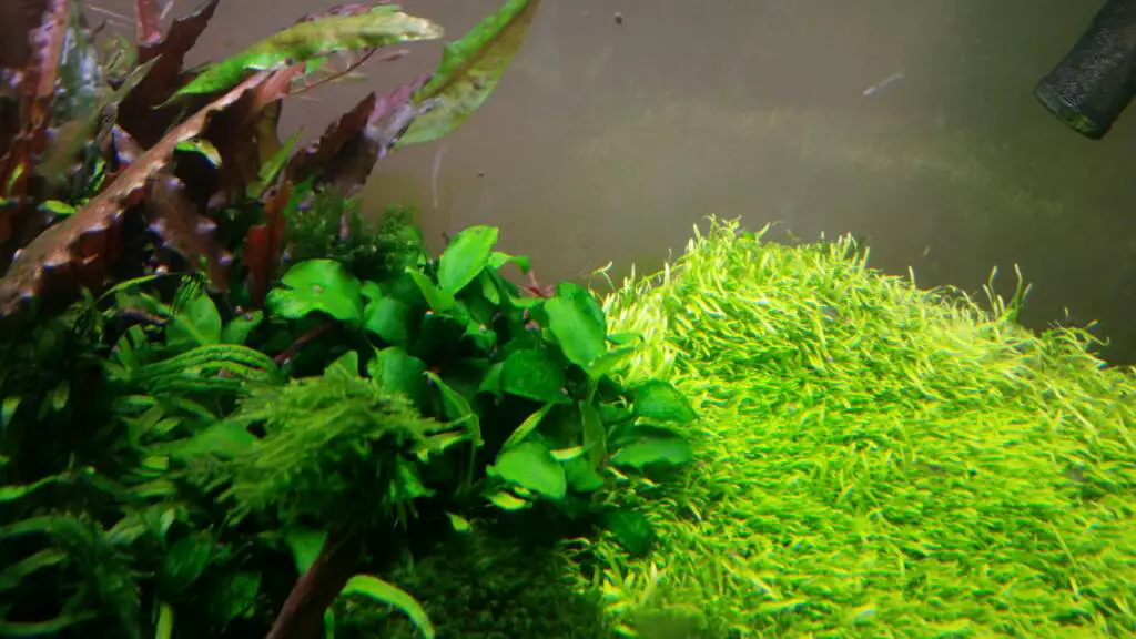 How to get rid of Green Spot Algae in an Aquarium