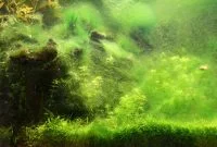 Easy Way to Avoid Excessive Algae in the Aquascape