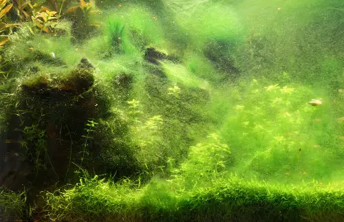 Easy Way to Avoid Excessive Algae in the Aquascape