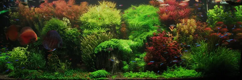 How to Create Aquascape with Dutch Style