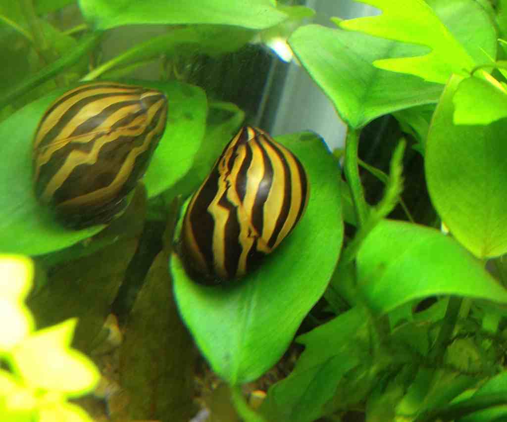 Awesome Algae Eaters : Zebra Nerite Snail